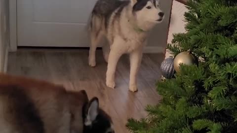 Dusty HUSKIES gang up on me to insist on walk in the rain!