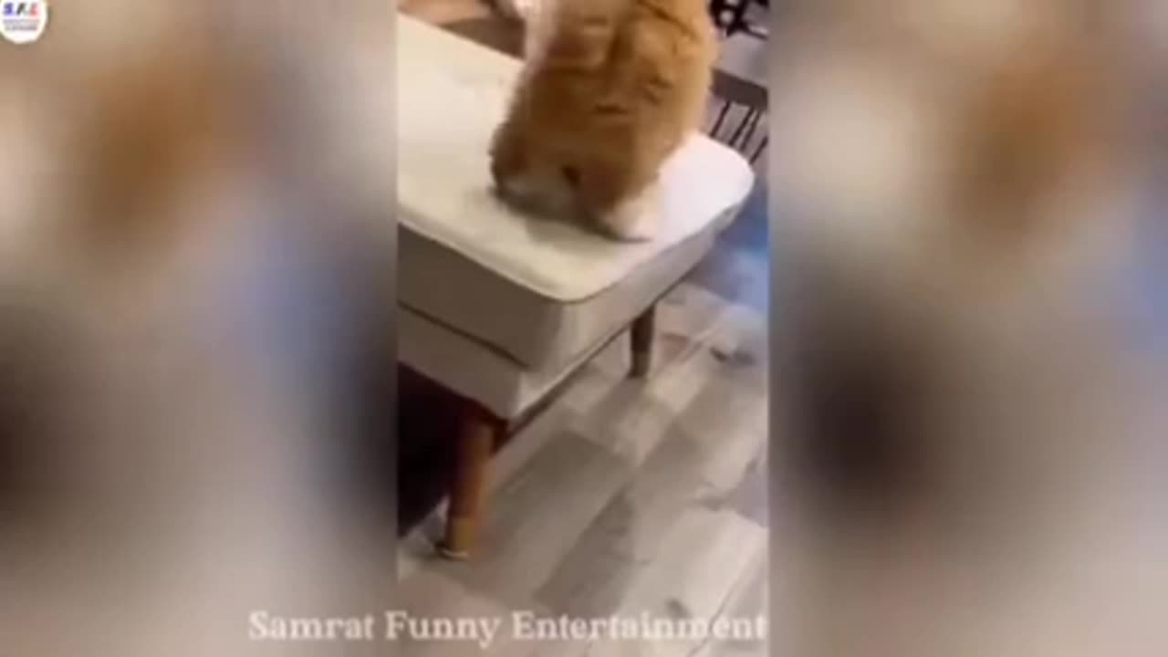 Funny animal videos|Cute animal videos |Funny dog&cat videos|Hilarious pet videos|funny video