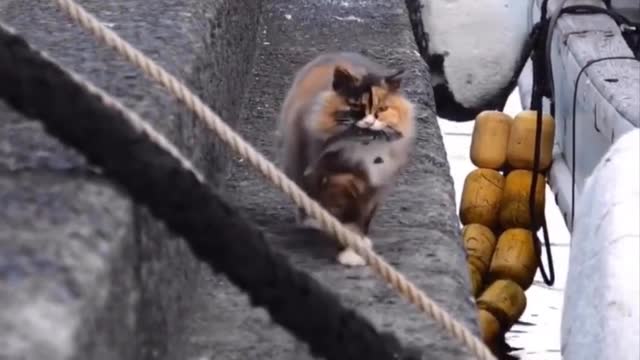 Funny Cats #3