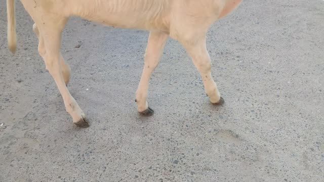 Cute calf roaming in streets