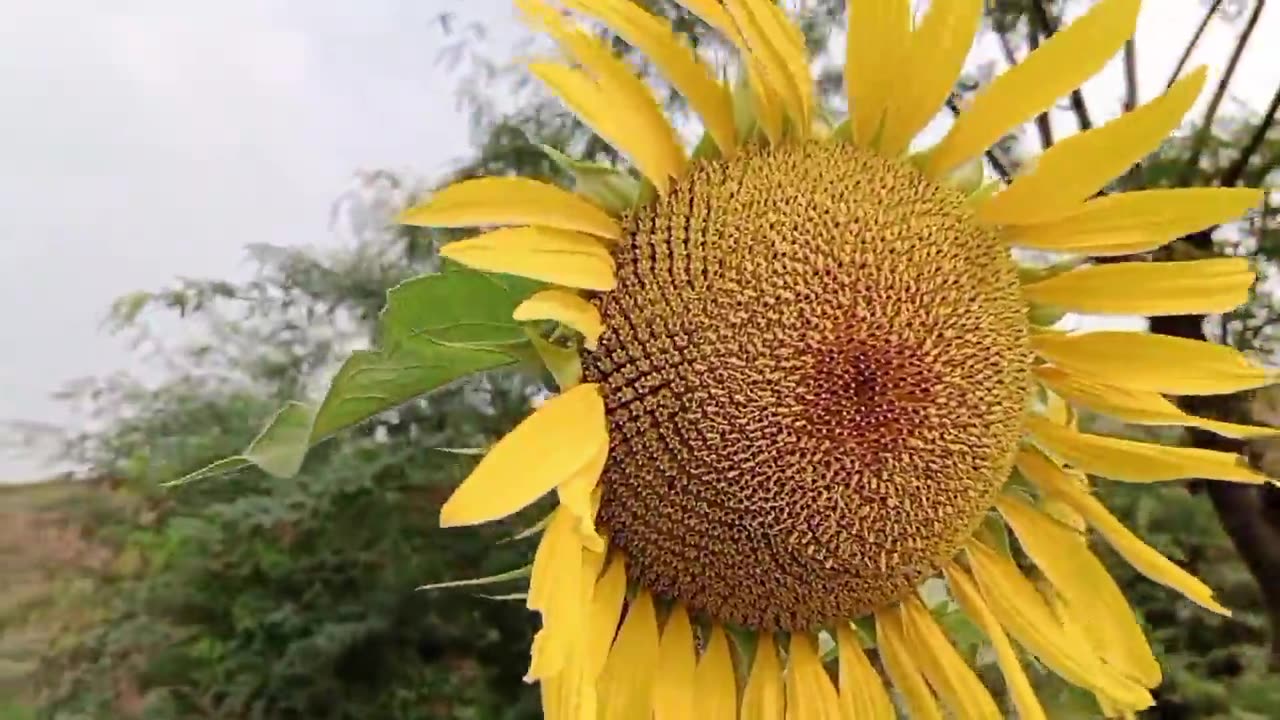 sunflowers growing