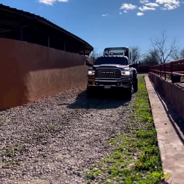 Beautiful Friesian Horse