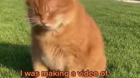 Funny And Cute Animals Short #104