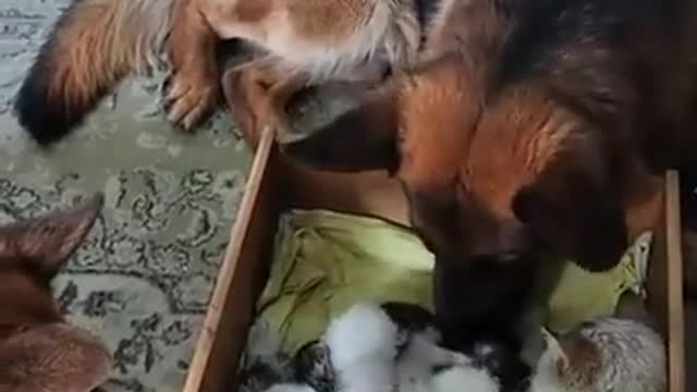 Охранники ☺