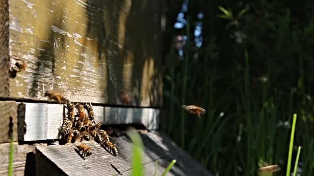 THE WORLD OF BEES