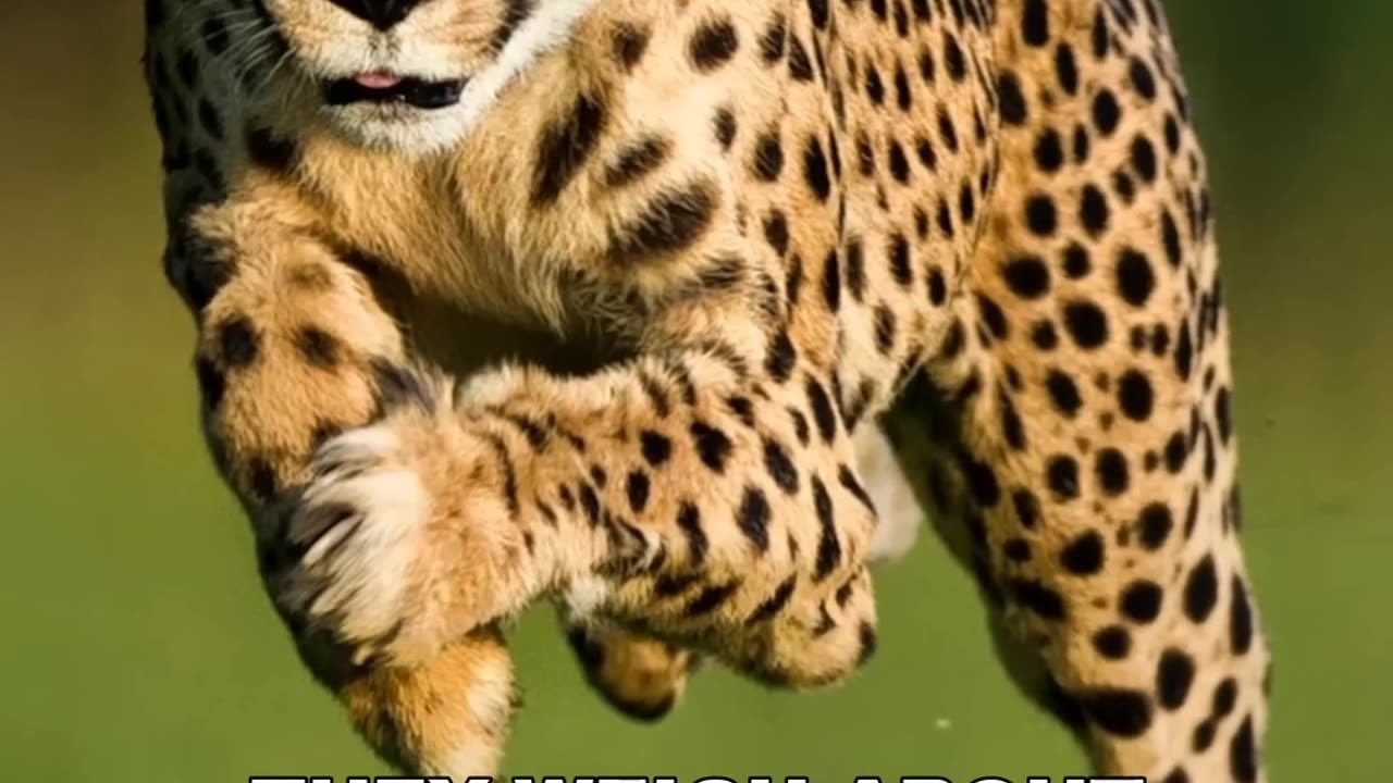 Cheetah | The Fastest Animal On Earth