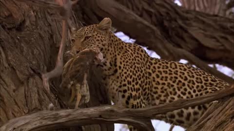 Leopard with an eagle in its mouth