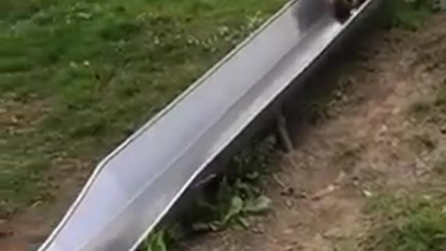 Kid and Dog Have Fun Together While Playing on Slide