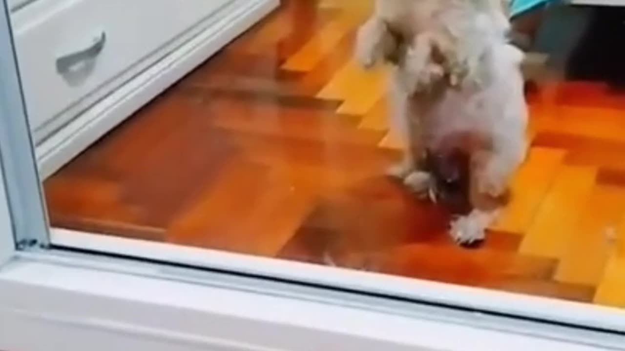 Pets Funny Video