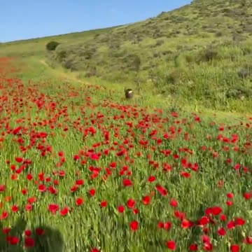 Chilling view while riding our freisian horse for sale