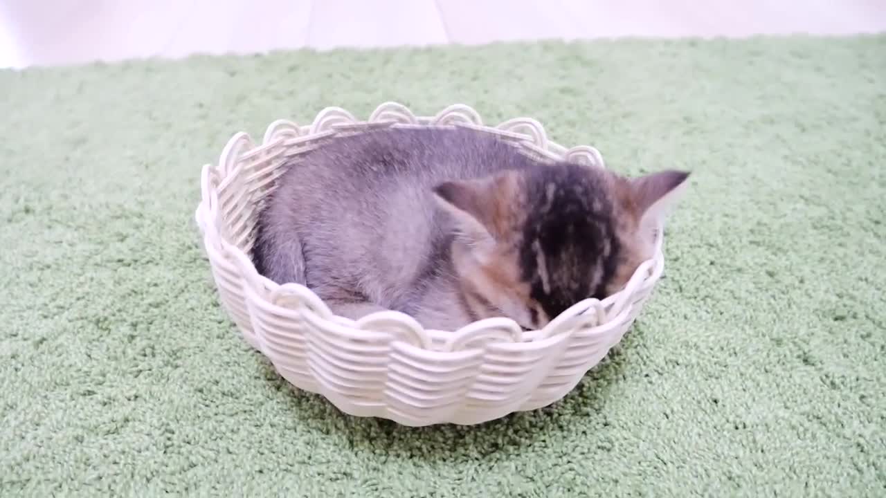 Put together a cute sleeping figure of a kitten