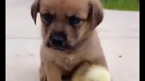 funny animal videos