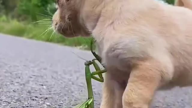 cute dog