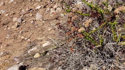 Rattlesnake Laguna Coast Wilderness Park