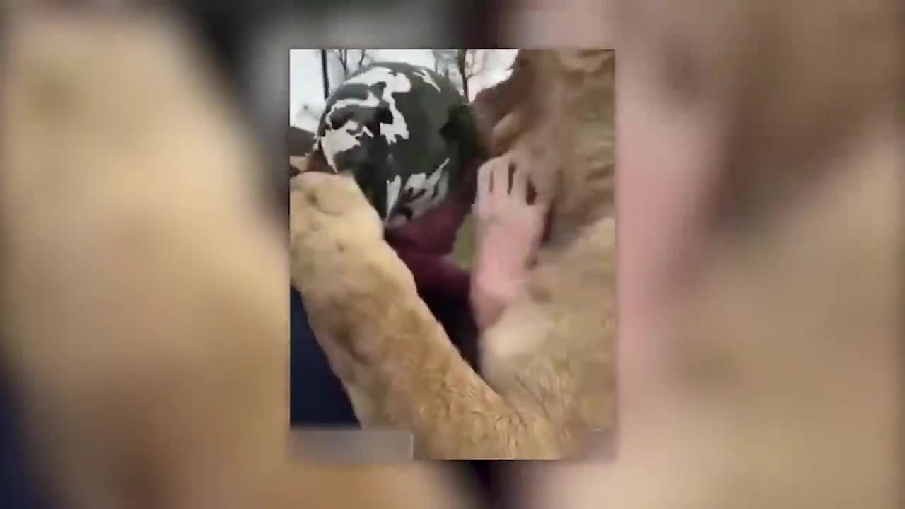 lion's tenderness