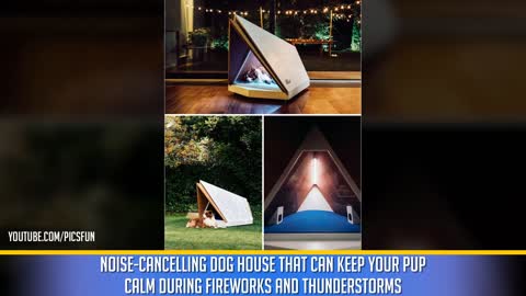 Genius Pet Inventions You Didn't Know