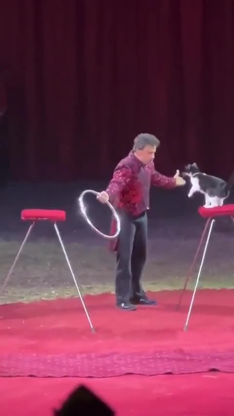 TRAINING CATS; HOW IT IS DONE!