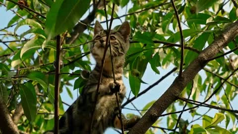 Funny cats video dog & and baby cute cat funny dogs video #Awww animals video