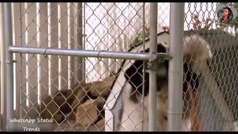 WhatsApp Status 166:- Dog Saving Life 😎🔥 Whatsapp Attitude Scene 🔥 Hollywood Action Status ❤