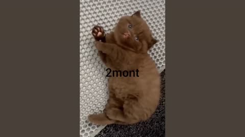 cute cat