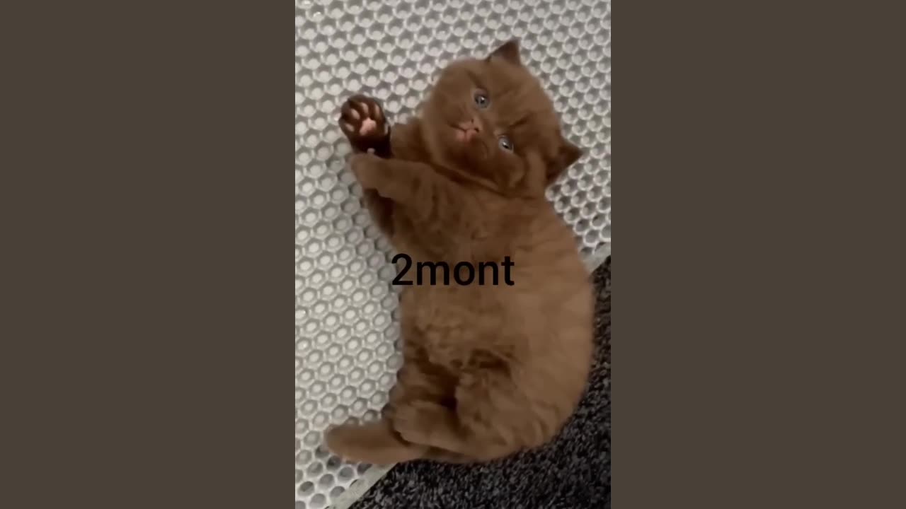 cute cat
