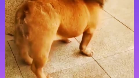 #short-Funny video