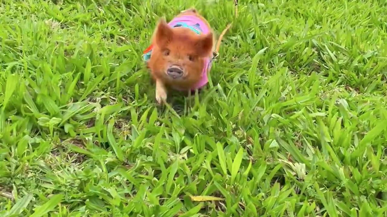 Cheerful piglet