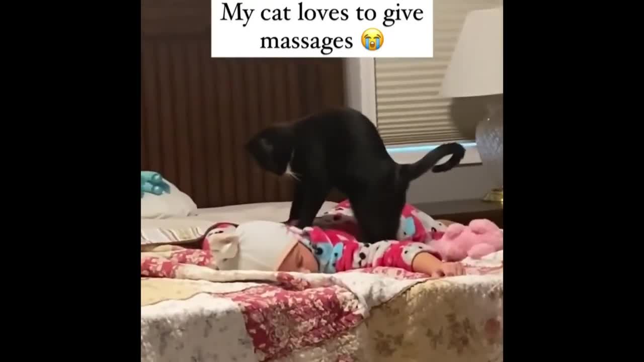 FUNNY ANIMALS BEING FUNNY dogs cats birds