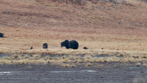 Grizzly Bear Vs Wolves