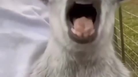 funny animal videos