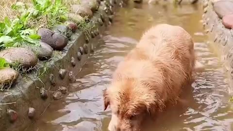 Dog saved fish life