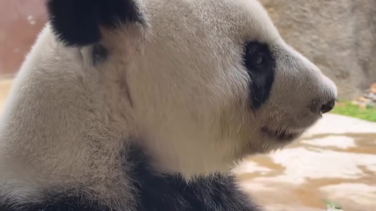 playful animals | polite panda