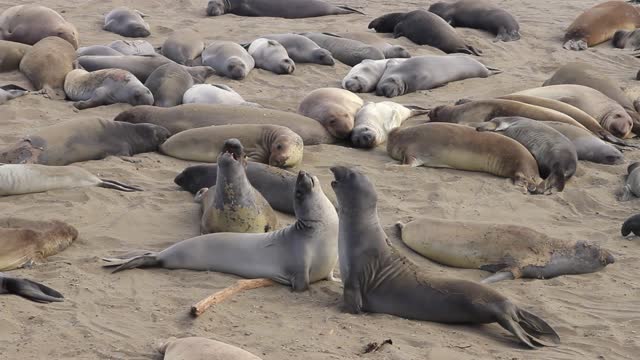 Two sealions fight over sleeping spot