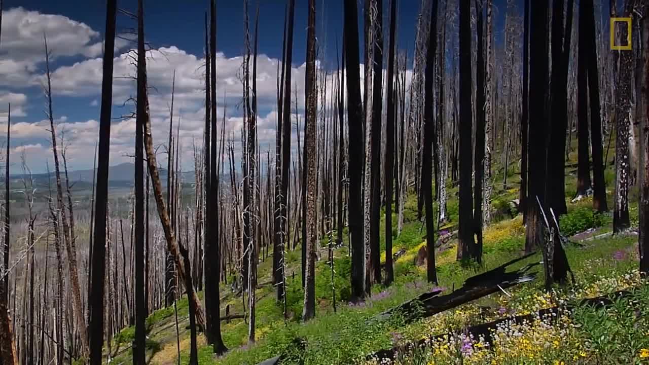 Relaxing Hour in Yellowstone’s Beautiful Landscapes National Geographic