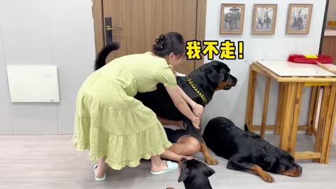People and dogs fight each other, and the last injury is always the male owner😂