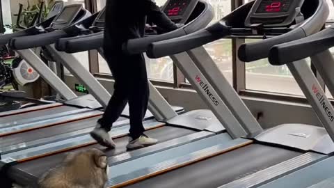 Funny-excercising dog