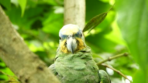 Parrot sleepy