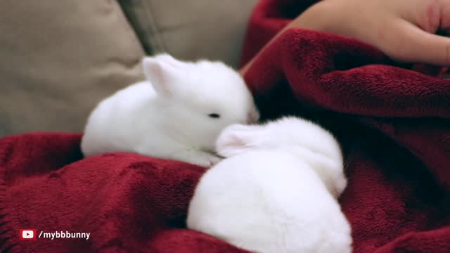 Two Sleepy Baby Bunnies