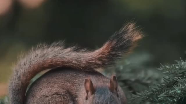 Cute squirrel 🐿| pets | animals | squirrels