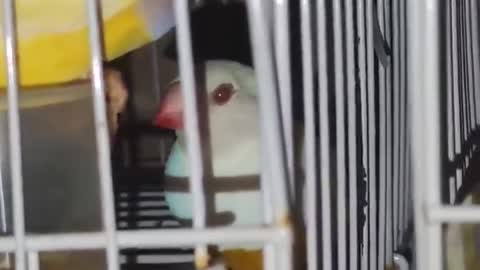 Cultivate new colors. "Pet bird