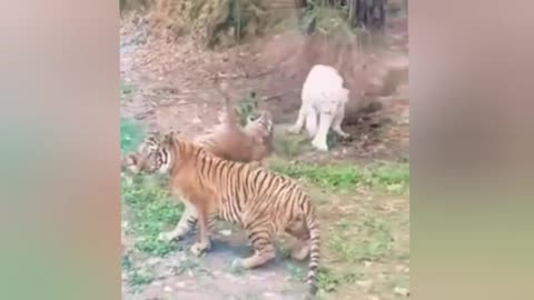 Lion vs Tiger 🐯. Fight Scene| Watch This Awesome Scene