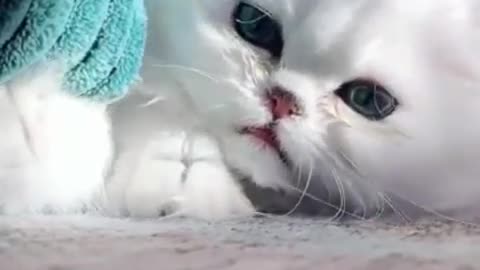 beautiful cats video