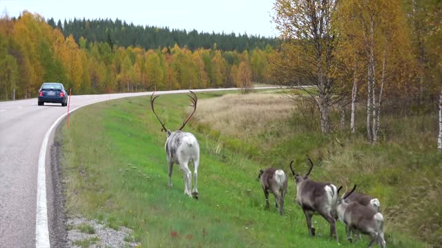 Reindeer on the road in Lapland Finland Santa Claus reindeer in autumn before Christmas Rovaniemi
