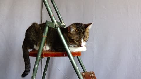 Cute Kitten on a Ladder