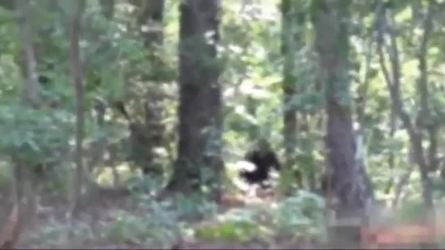 Video footage of a reported Georgia Sasquatch