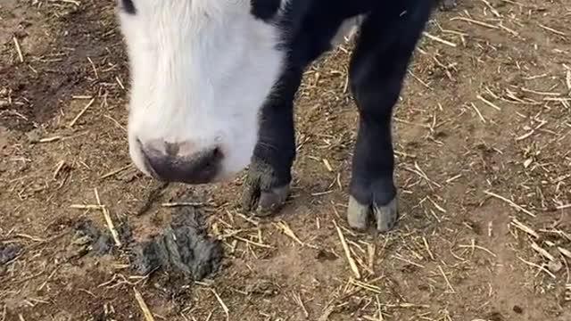 #kansas #farmlife #cows #soneedy