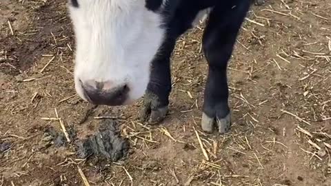 #kansas #farmlife #cows #soneedy