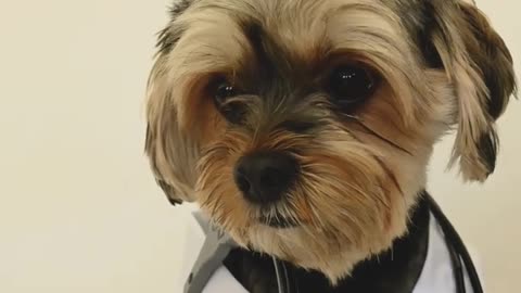 Cute dog in doctors style