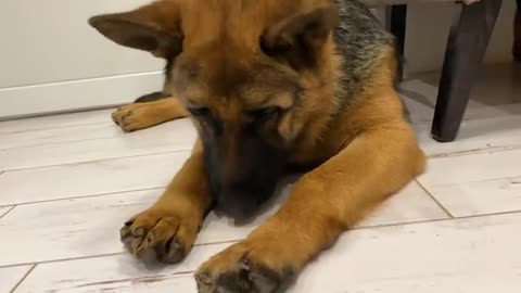 How to wake up a German Shepherd