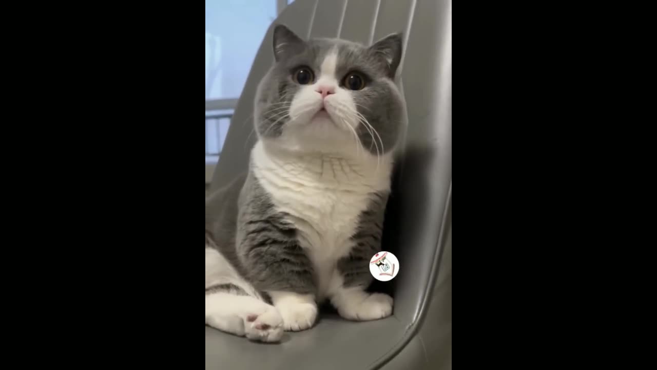 Cute cat